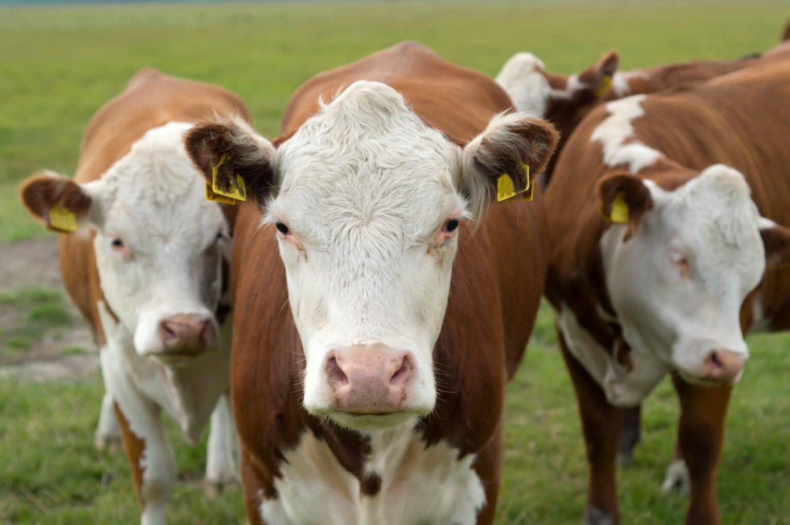 Interpretaciones Comunes De So Ar Con Vacas